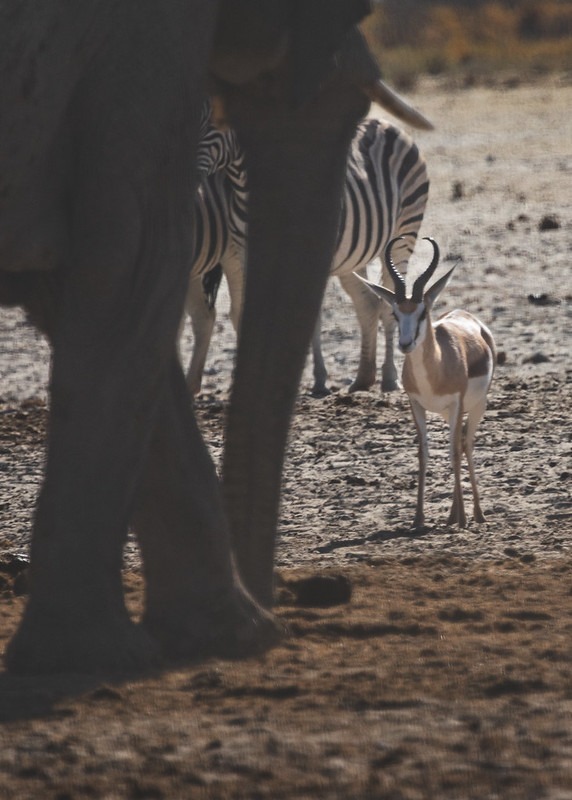 Elephant, zebra and springbok sharing a waterhole during Etosha dry season