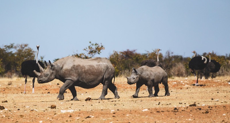 Black rhino cow and calf with ostriches in Eastern Etosha National Park