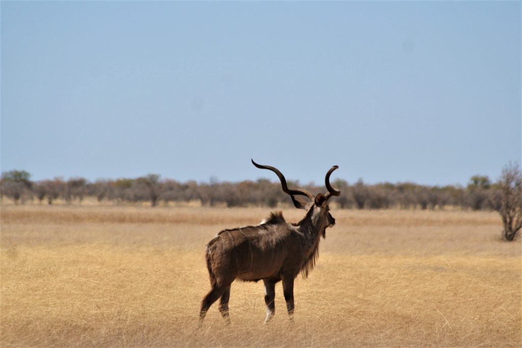 Male kudu with spiral horns on the Etosha plains, Namibia