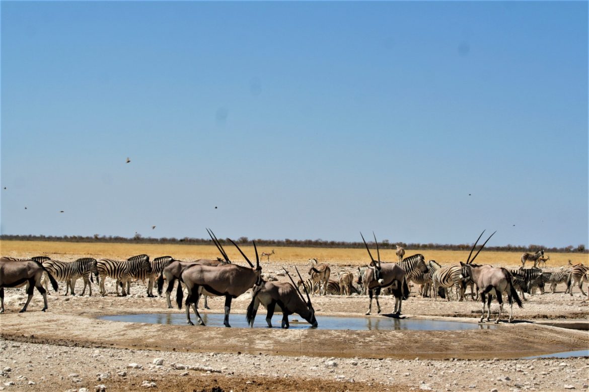 Oryx and zebra crowding an Etosha waterhole during dry season