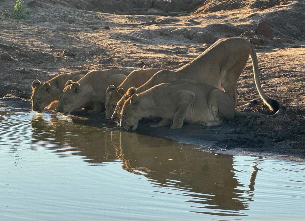 Pride of lions drinking at an Etosha waterhole at sunset